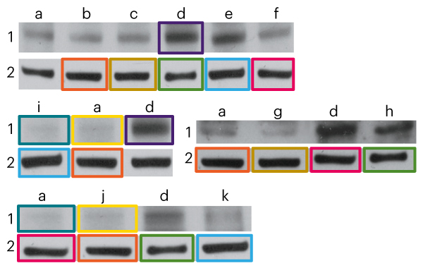 Scientific image with duplicated regions outlined.