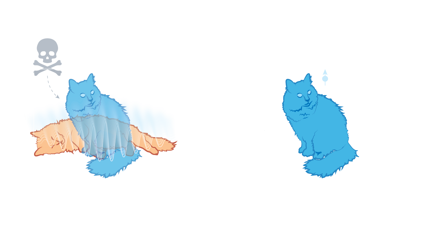 On the left an alive blue cat and a dead orange cat are shown in a box. A waveform is shown over the two cats and there is a skull and cross bones symbol labelled 'poison'. The box is labelled 'Cat in quantum superposition'. An arrow with a question mark points to the right where there is an alive blue cat labelled 'No poison released' and 'Cat observed in defined, classical state'.
